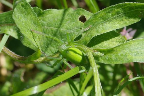 Micrommata virescens